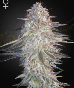 super lemon haze x pink candy by green house seeds feminized