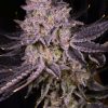 auto apple tartz seeds strain