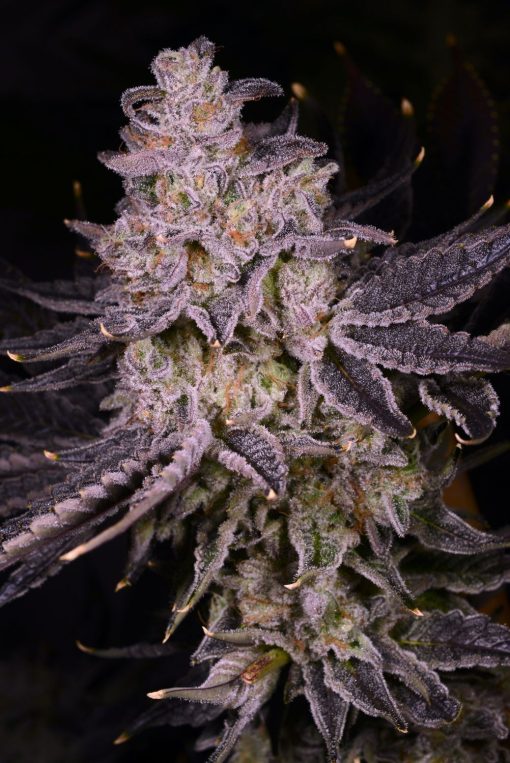 auto apple tartz seeds strain