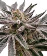 auto-apple-tartz-seeds-by-flavour-gang