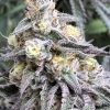 auto butter candy seeds by flavour gang