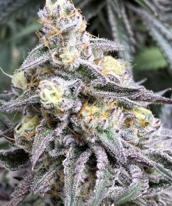 auto butter candy seeds by flavour gang