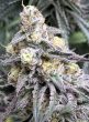 auto butter candy seeds by flavour gang