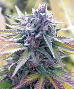 auto butter candy seeds by flavour gang