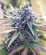 auto-butter-candy-seeds