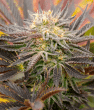 auto-butter-candy-seeds