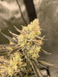 auto-cherry-zoap-seeds-flavour-gang