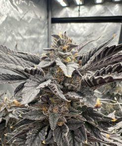 auto cherry zoap seeds by flavour gang