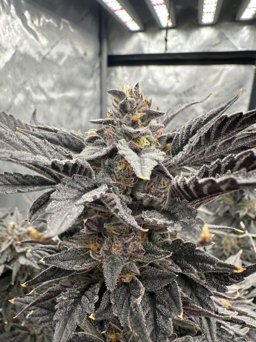 auto cherry zoap seeds by flavour gang