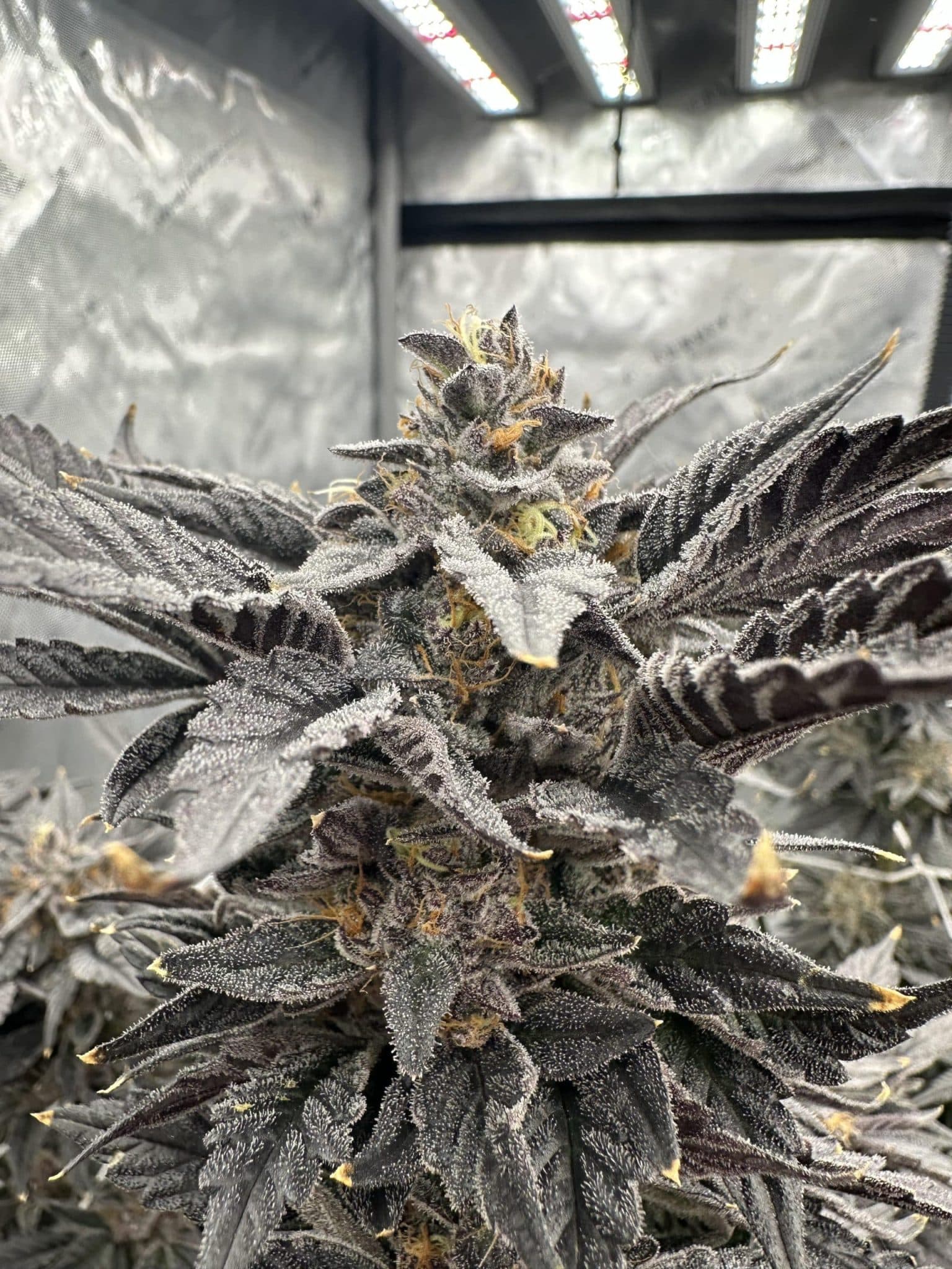 auto-cherry-zoap-seeds-flavour-gang auto cherry zoap seeds by flavour gang