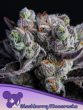 Blackberry Moonrocks® Seeds – Anesia Seeds