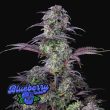 Auto Blueberry (5 Auto Fem)