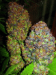 blueberry-feminized-seeds