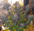 blueberry-feminized-seeds