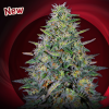 g13 labs cherry pavlova feminized seeds