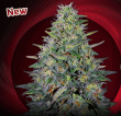 g13 labs cherry pavlova feminized seeds