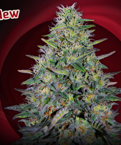 g13 labs cherry pavlova feminized seeds