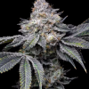 g13 labs magnetic marker feminized seeds