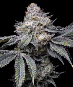 g13 labs magnetic marker feminized seeds