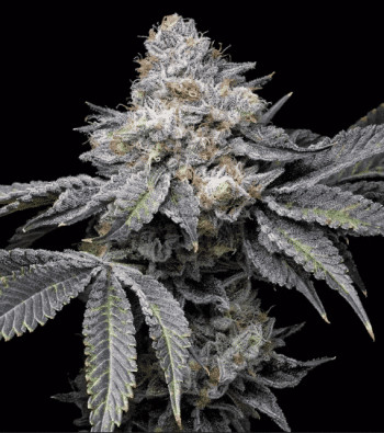 g13 labs magnetic marker feminized seeds