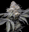 g13 labs magnetic marker feminized seeds