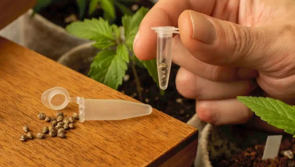 how to properly store cannabis seeds, best way to store cannabis seeds