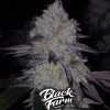 acai cake black farm genetix