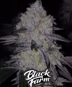 acai cake black farm genetix