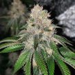 auto-frozen-rosé-cannabis-seeds