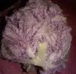 cherry-mac-muffin-by-growers-choice-feminized-seeds-2