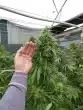 cherry-mac-muffin-by-growers-choice-feminized-seeds-2