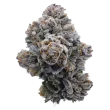 growers-choice-pink-glitterbomb