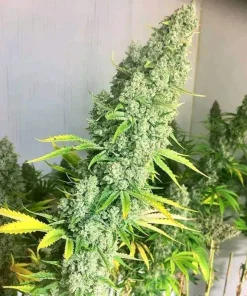 original oreoz by growers choice seeds