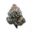 platinum mimosa cookies (fast version) by growers choice seeds