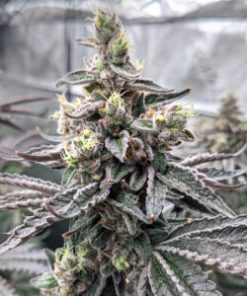 purple cherry popper feminized seeds flavour gang