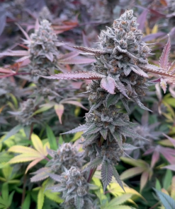 purple cherry popper feminized seeds flavour gang