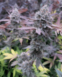 purple-cherry-popper-feminized-seeds-flavour-gang