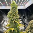 zlue-g-g-genetics-seeds