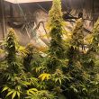 zlue-g-g-genetics-seeds