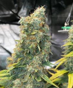 zlue feminized by gg genetics