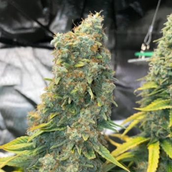 zlue feminized by gg genetics