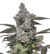 auto-apples-and-bananas-autoflowering-seeds