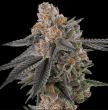 auto-apples-and-bananas-autoflowering-seeds