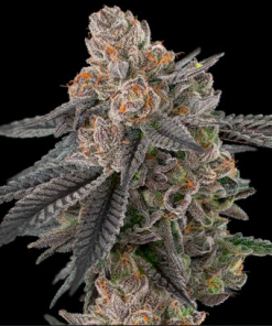 auto apples and bananas seeds by flavour gang