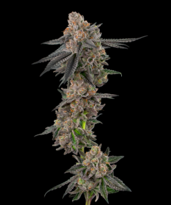 auto apples and bananas seeds by flavour gang