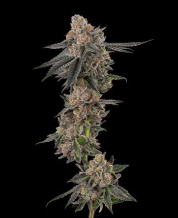auto apples and bananas seeds by flavour gang