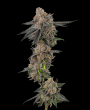 auto apples and bananas seeds by flavour gang