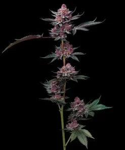 cherry poppers feminized barneys farm seeds