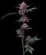 cherry-poppers-barneys-farm-seeds