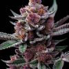 cherry poppers feminized barneys farm seeds